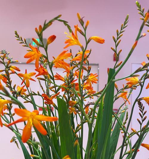 兰花的花语是什么？兰花代表了哪些美好寓意？