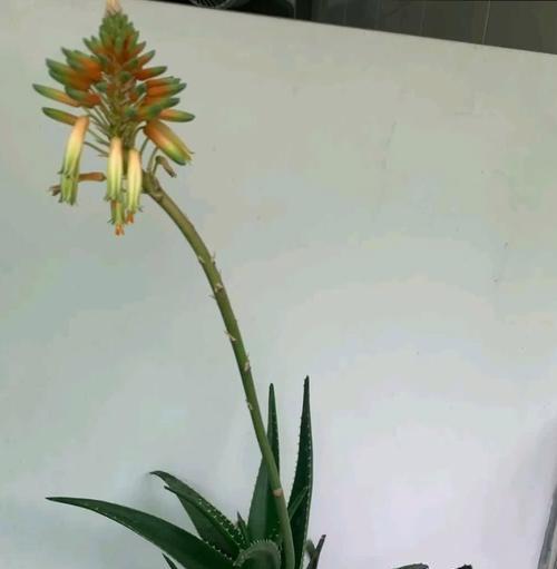 洋芦荟开花的花语是什么？洋芦荟的寓意有哪些？