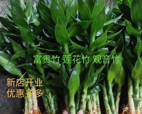 莲花竹花语及象征是什么？莲花竹代表了什么？