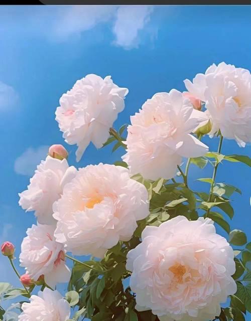 花语是温暖自由的是什么？温暖自由的花语有哪些？