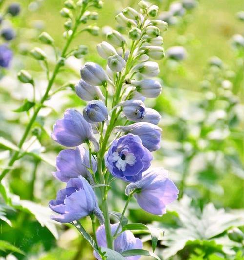 花语是温暖自由的是什么？温暖自由的花语有哪些？