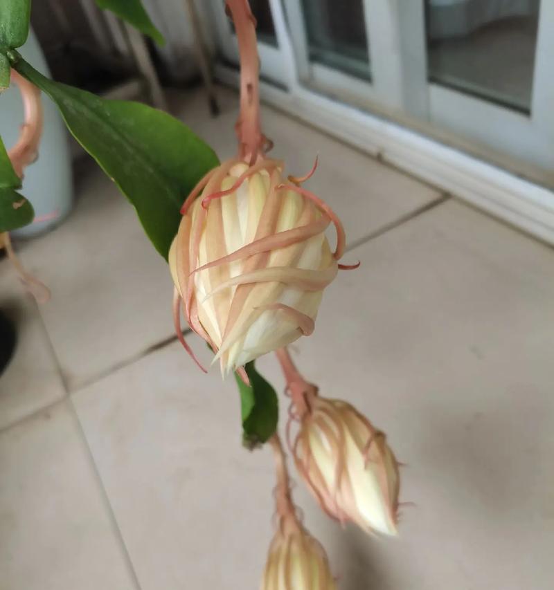 昙花什么意思花语是什么？昙花的花语代表了什么？