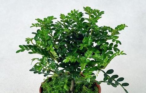 驱蚊草寓言和花语是什么？驱蚊草的寓意有哪些？