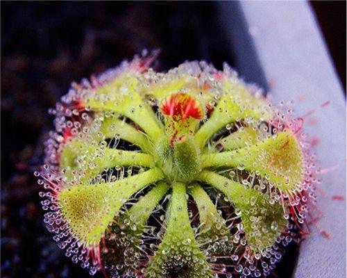 驱蚊草寓言和花语是什么？驱蚊草的寓意有哪些？