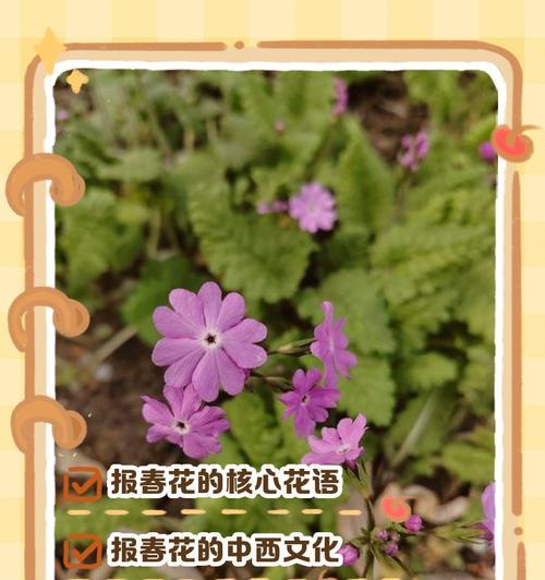 樱草花花语是什么？樱草花代表了什么？