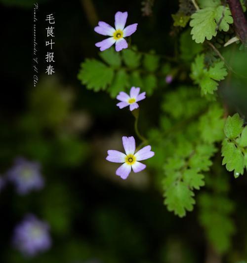 樱草花花语是什么？樱草花代表了什么？