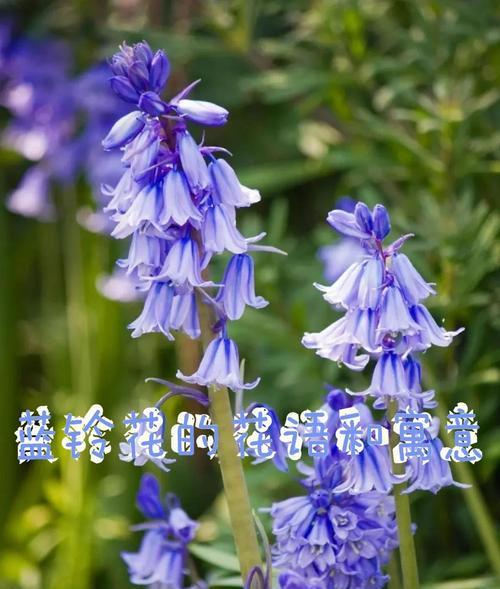 花语与寓意是什么？花语和寓意的区别是什么？