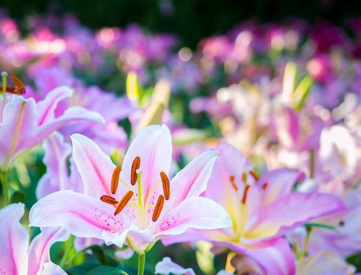 遗忘是什么花花语是什么？遗忘之花的寓意是什么？