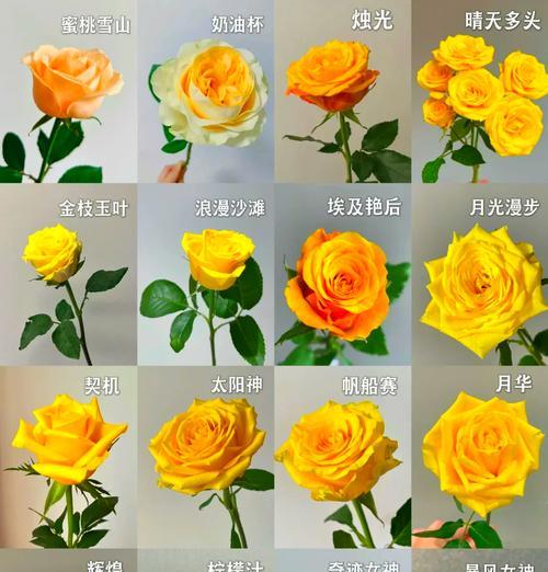 黄色紫罗兰的花语是什么？黄色紫罗兰代表了什么？