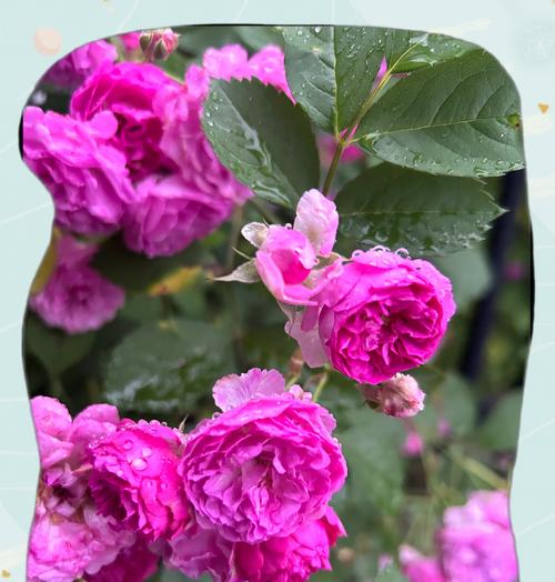 粉色朱顶红花代表什么？花语有哪些含义？