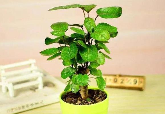 平安树的花语手册在哪里可以找到？手册内容包括哪些？