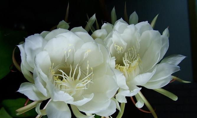 昙花相配的花语有哪些？如何选择搭配的花卉？