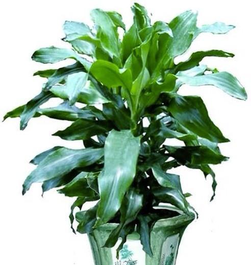巴西铁开花的花语有哪些？它代表着什么意义？