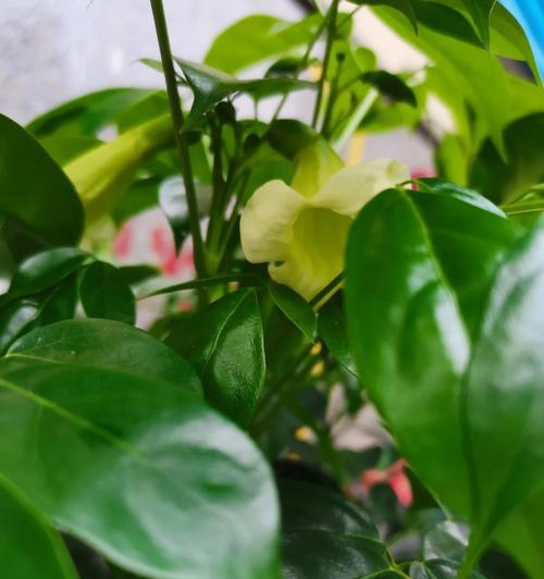 巴西铁开花的花语有哪些？它代表着什么意义？