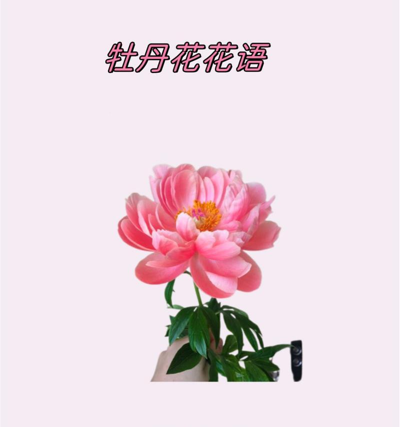 100种牡丹花语大全？牡丹花语有哪些不同的含义？
