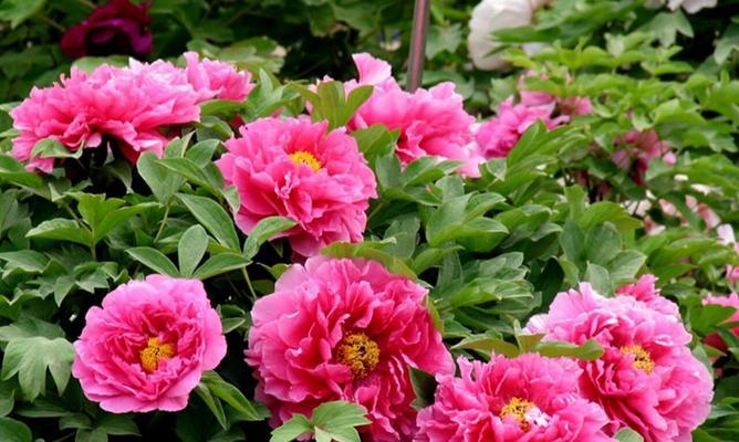 100种牡丹花语大全？牡丹花语有哪些不同的含义？