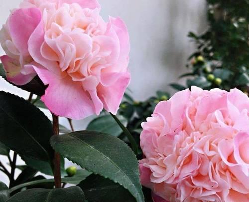 冬季花卉的花语大全是什么？冬季花有哪些特别的含义？