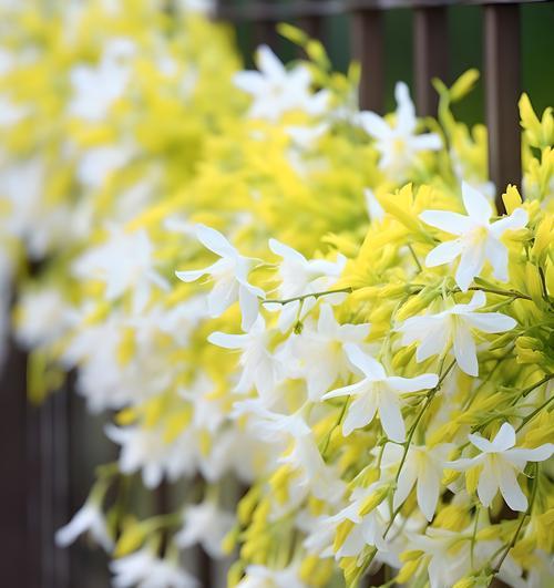 冬季花卉的花语大全是什么？冬季花有哪些特别的含义？