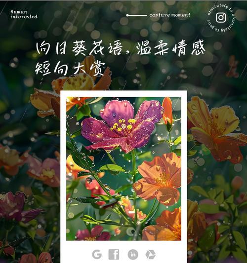 太阳花的花语如何表达？它代表了哪些情感？
