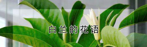常青藤的花语是希望吗？它还有哪些其他含义？