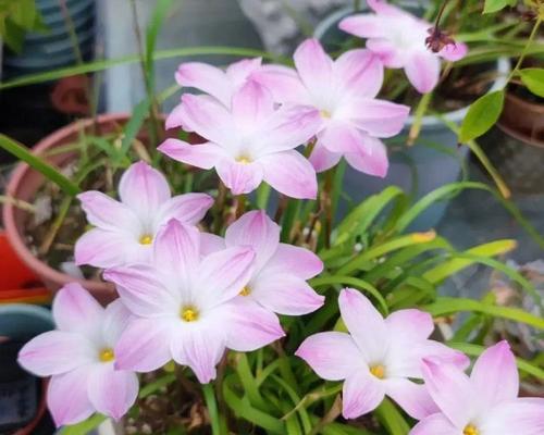 风雨兰的花语和象征意义是什么？它代表着什么？