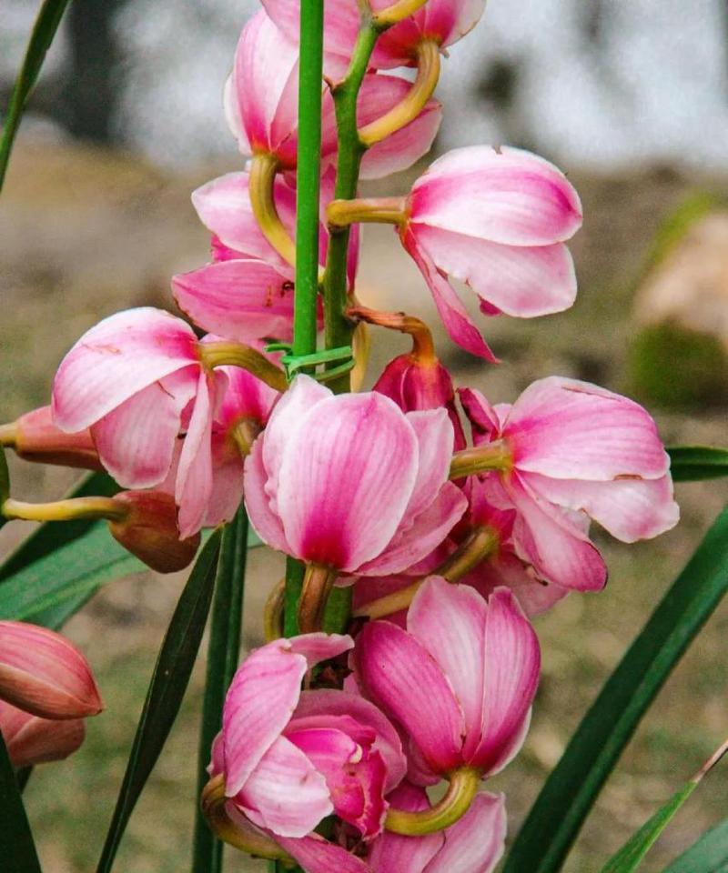 今天大花蕙兰的花语是什么？它传递了哪些信息？