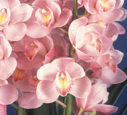 今天大花蕙兰的花语是什么？它传递了哪些信息？