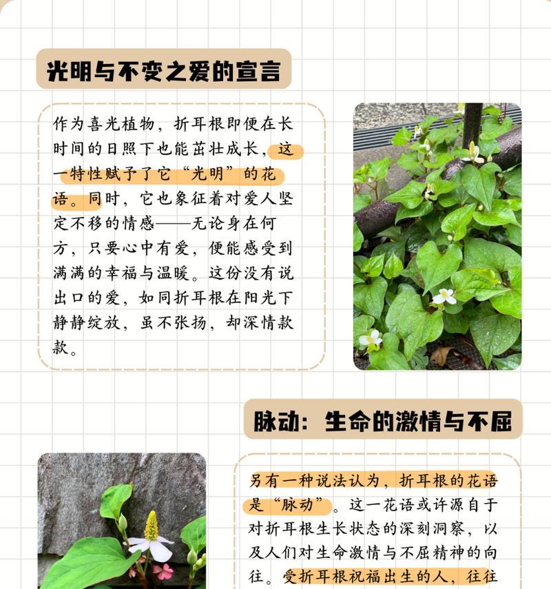 蕺菜的花语和寓意是什么？它象征着什么？