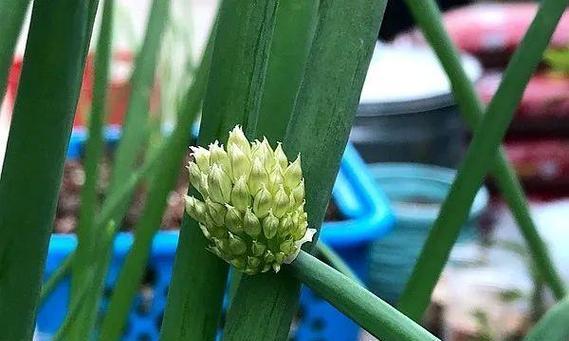 蕺菜的花语和寓意是什么？它象征着什么？
