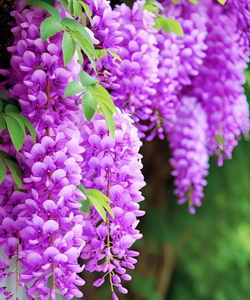 蕺菜的花语和寓意是什么？它象征着什么？