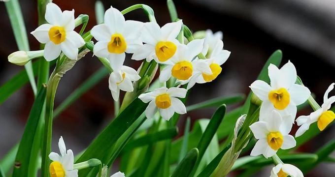 藿香花语代表什么含义？