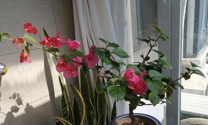 哪种植物的花语代表懒惰？