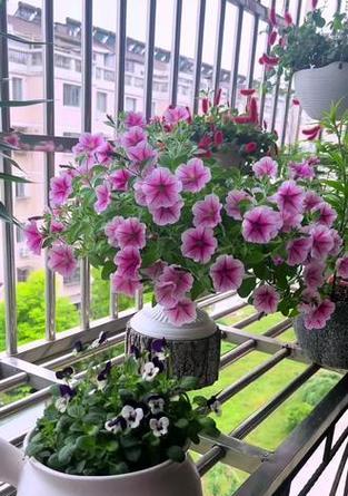 小花矮牵牛花语有何寓意？