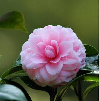 红羽双线竹芋的花语是什么？