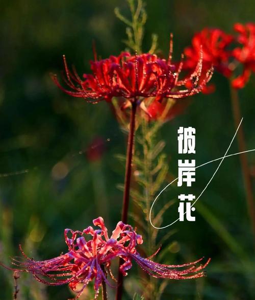 哪种花的花语象征对爱情的绝望？