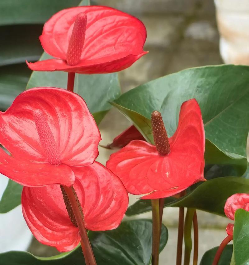 什么花的花语代表好运和幸福？