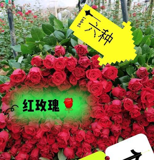红色玫瑰75朵的花语是什么？