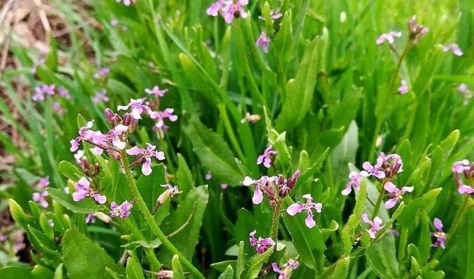荠菜花语有何特殊含义？