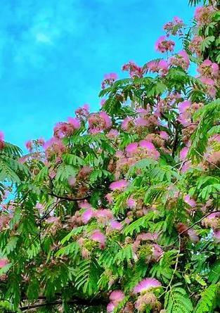 合欢花果郡王的花语是什么？