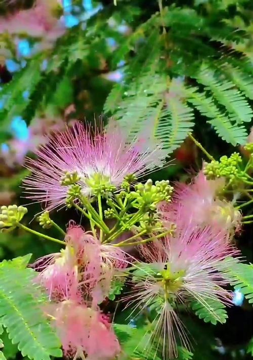 合欢花果郡王的花语是什么？