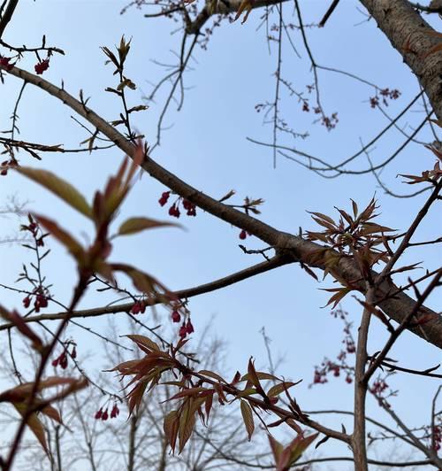日本国花樱花的花语有何寓意？
