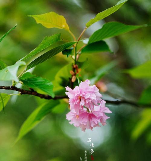 日本国花樱花的花语有何寓意？