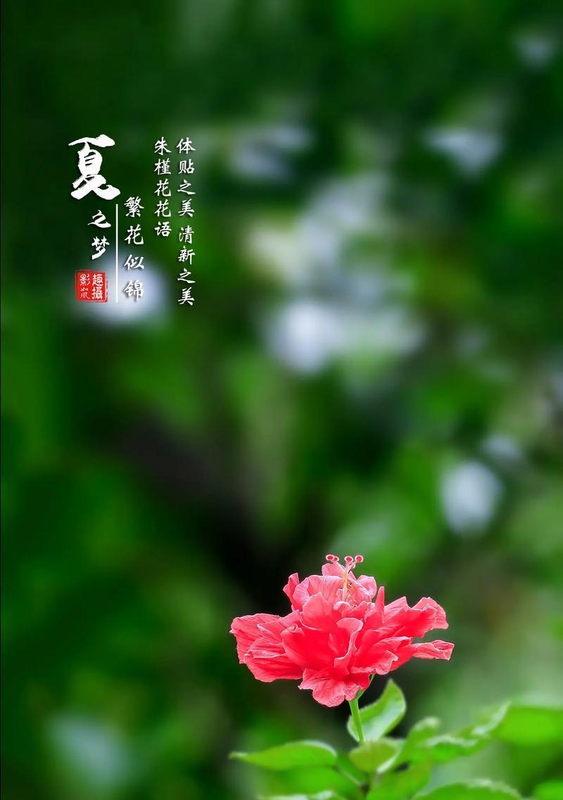 鲜红五瓣朱槿的花语是什么？
