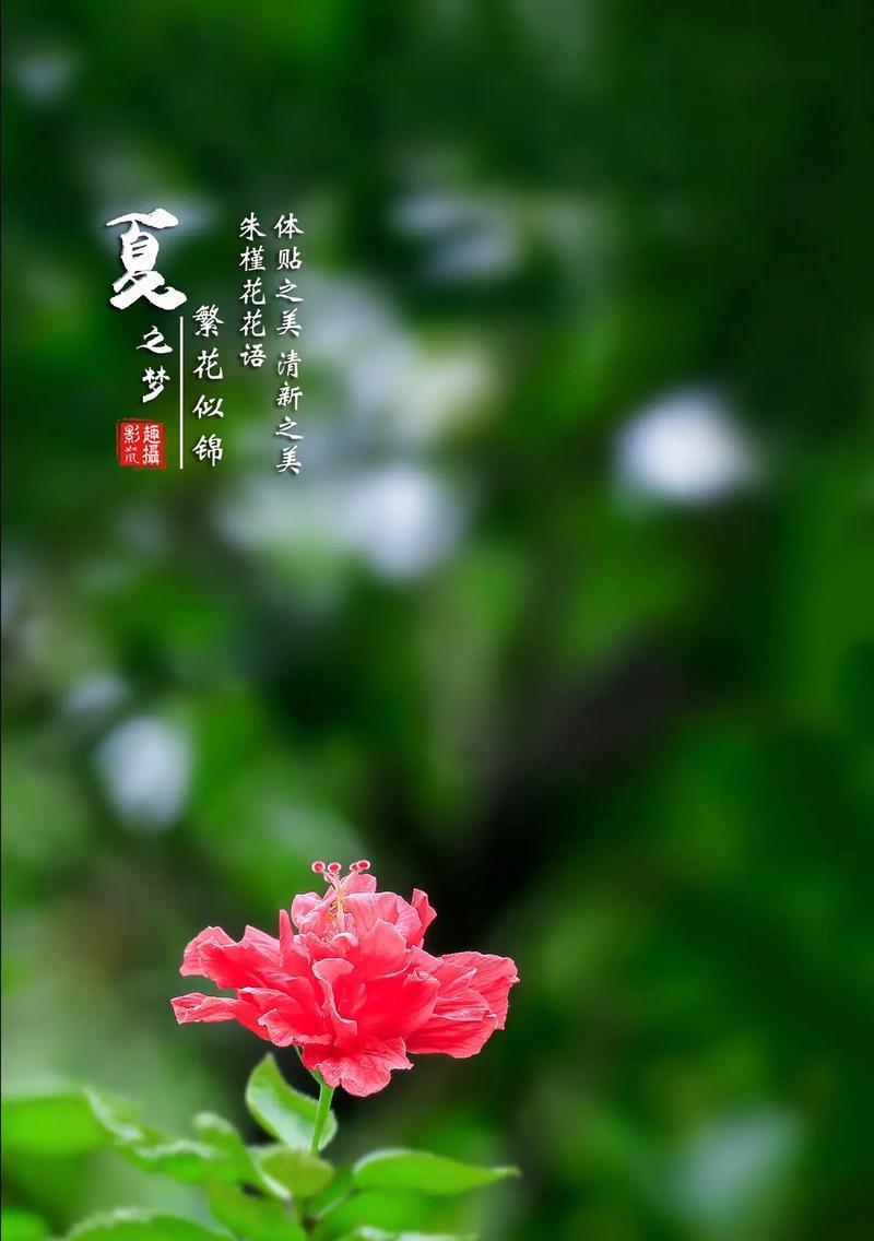 鲜红五瓣朱槿的花语是什么？