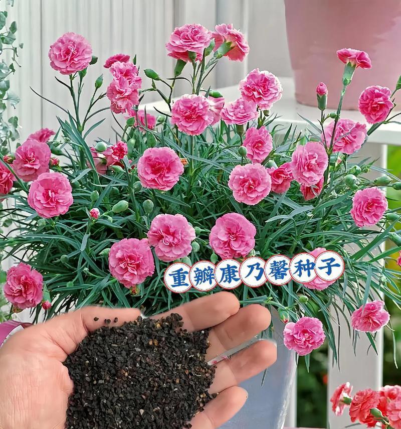 康奶昔花的花语和寓意是什么？