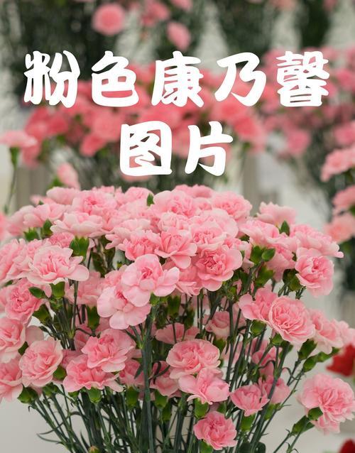 康奶昔花的花语和寓意是什么？