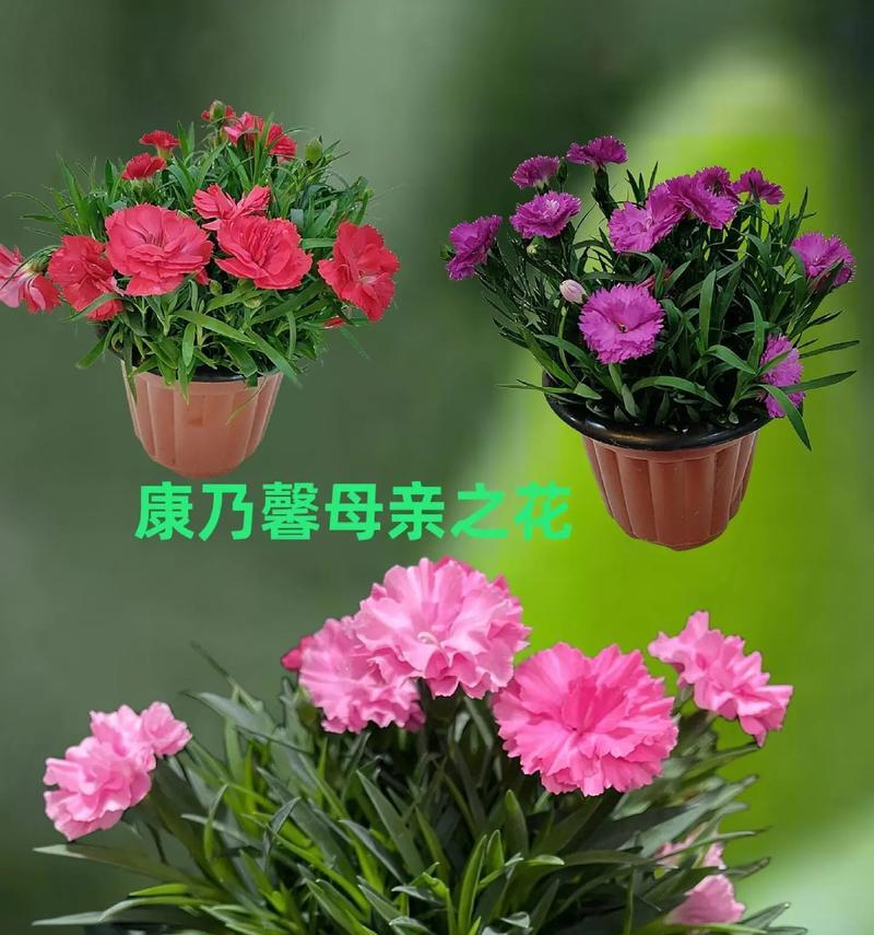 康奶昔花的花语和寓意是什么？