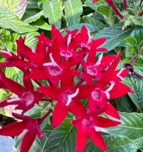 红色兰花的花语有何含义？