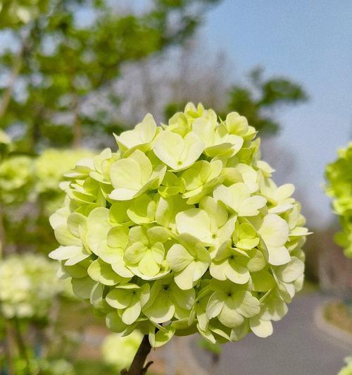 龙牙花的花语与穿衣搭配有何关联？