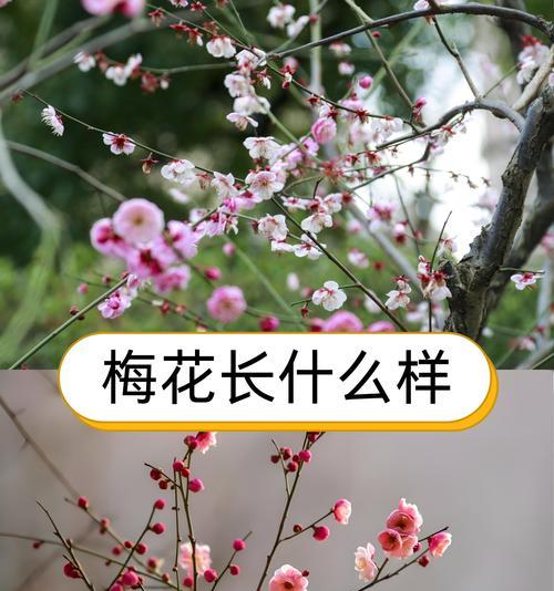 梅花的寓意和花语是什么？